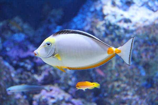 Wie viele Fische passen in Dein Aquarium?