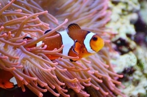 Der Clownfisch Nemo hat viele für das Aquarien Hobby begeistert und zum Aquarium Kauf inspiriert